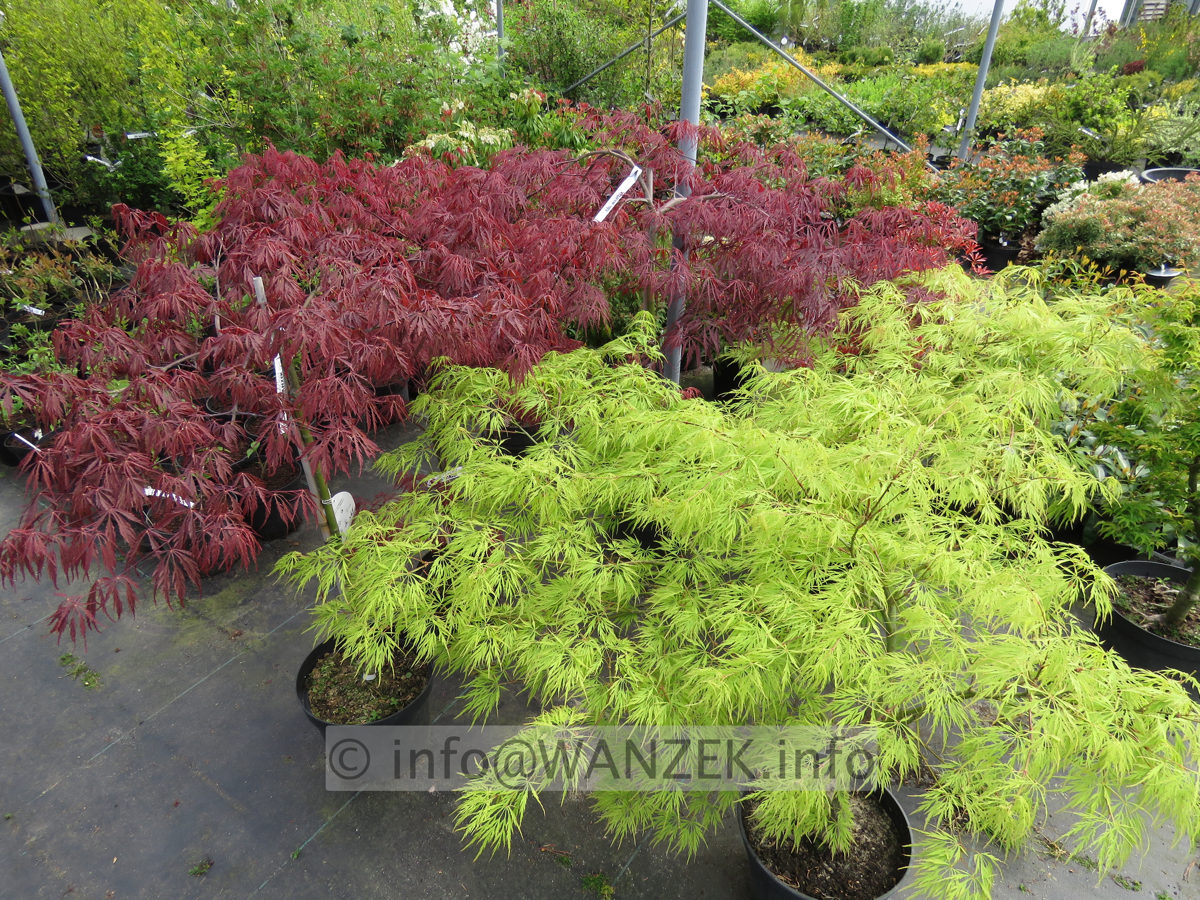 Acer palmatum Dissectum - zwei Sorten im Austrieb.JPG
